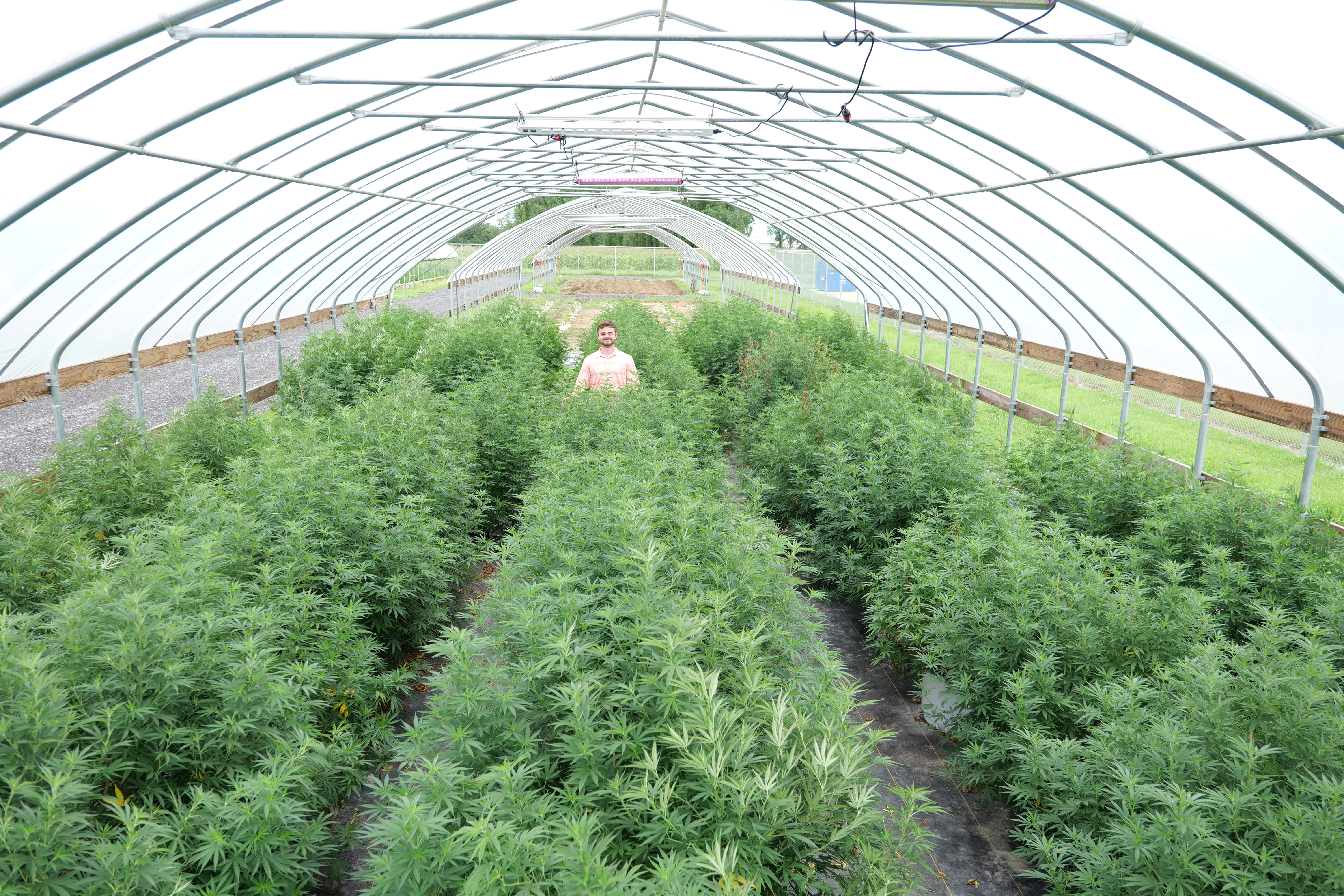 Budding Opportunities for Industrial Hemp in Louisiana